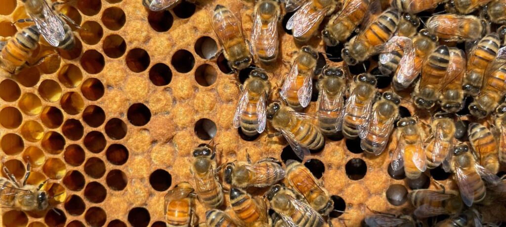 Southern Cross Bees - Beekeepers, bee swarm removal, bee hive removal, bee services