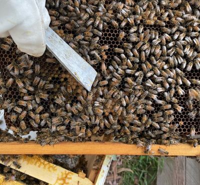 bee keepers, beekeeping, beekeeper, bees (1)
