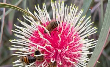 bee pollination services, pollination services, bee polination, bee pollon Melbourne (1)