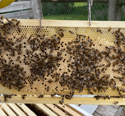 Bee Services - Southern Cross Bees