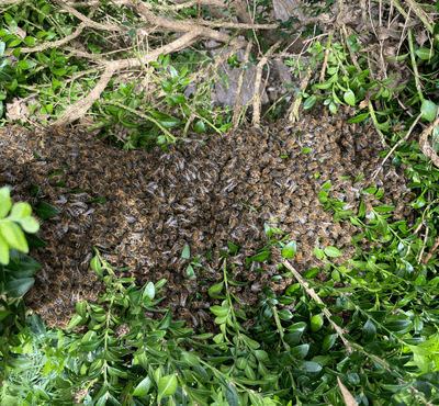 Bee Swarm Removals - Southern Cross Bees