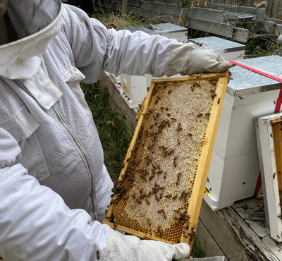 Beekeeping - Southern Cross Bees