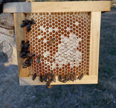 Bee Hives - Southern Cross Bees