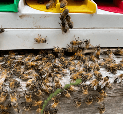 Bee Removal - Southern Cross Bees