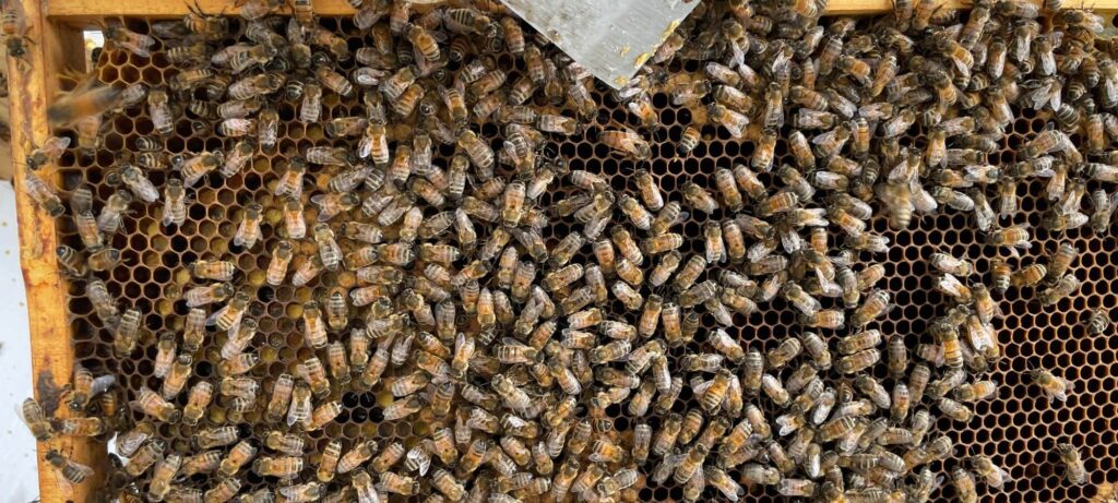 Bee removal - bee swarm removal - bee colony