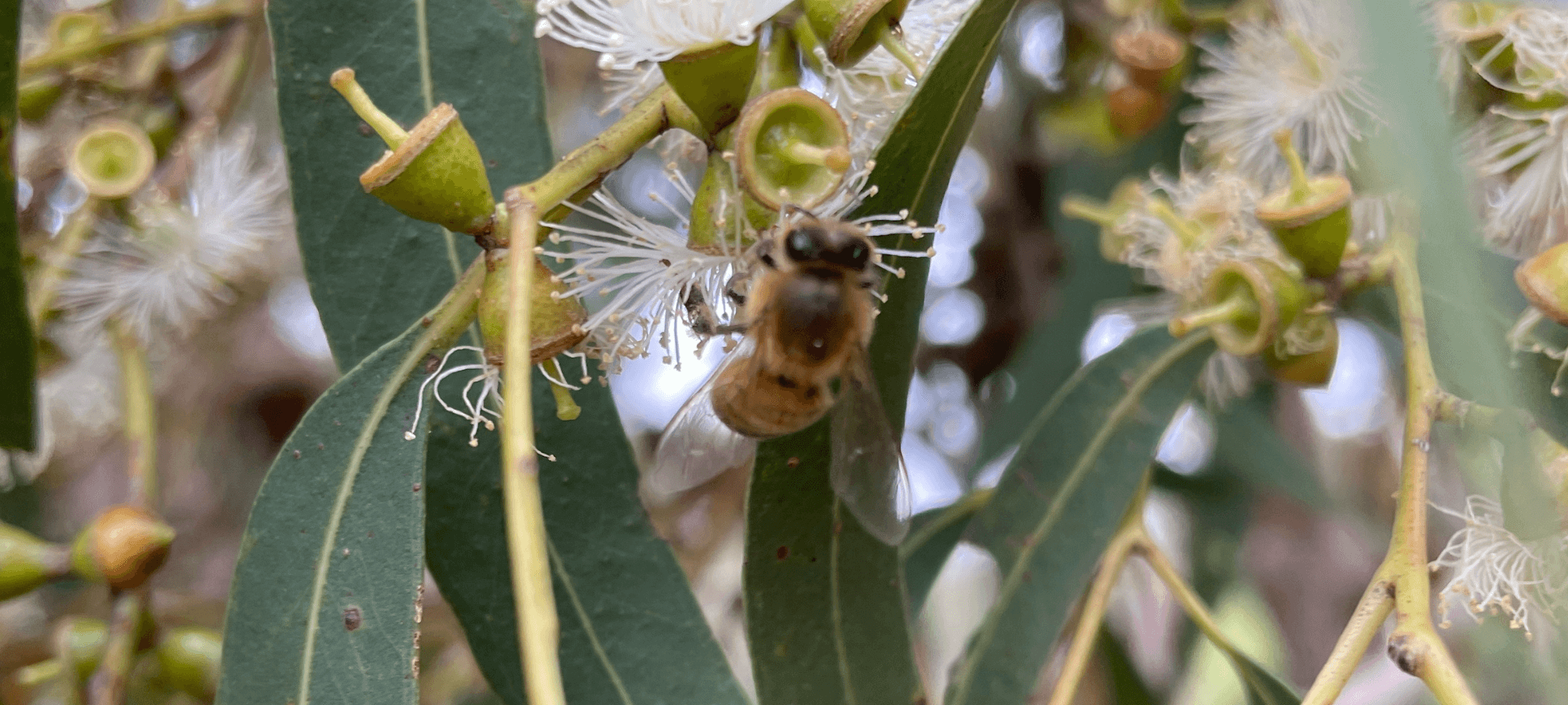 Bee Removal Experts - Southern Cross Bees
