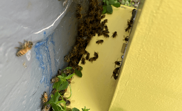 Removal of Bee Swarms - Southern Cross Bees