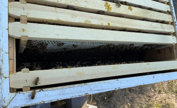 Bee Control Service - Southern Cross Bees