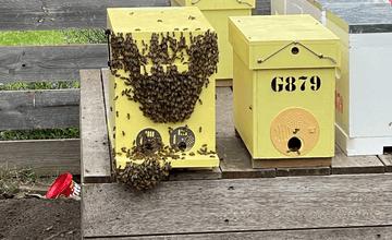 Bee Control - Southern Cross Bees